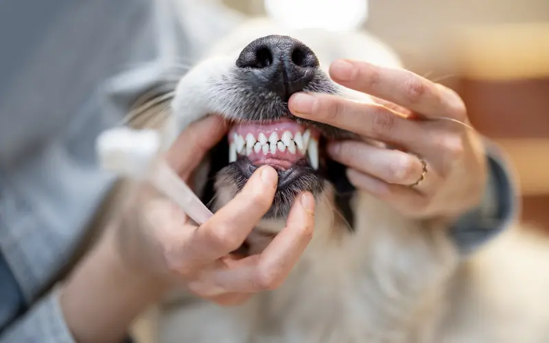 Enhanced Dental Health of Dogs