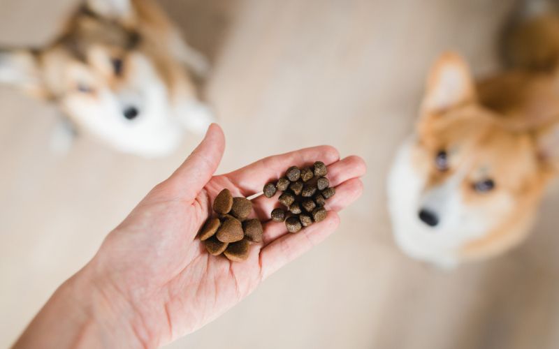 food dog