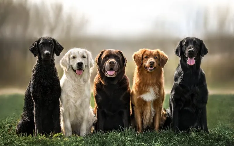 dogs poop
