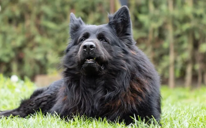 black dog