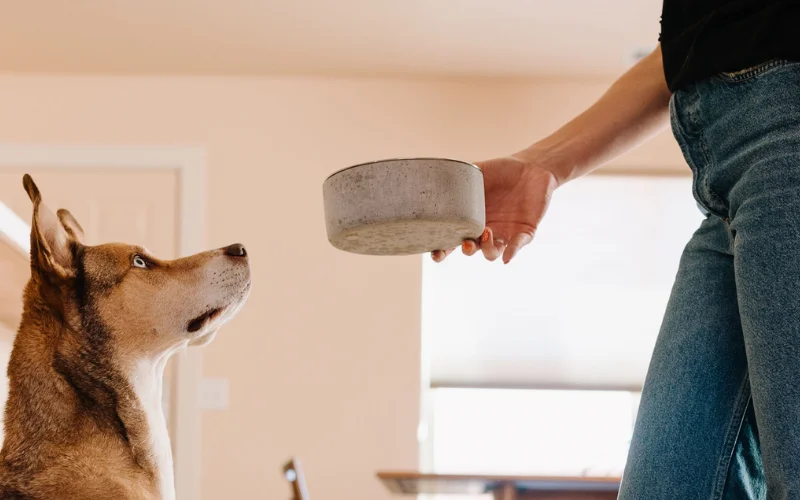 Does raw dog food help with food sensitivities?
