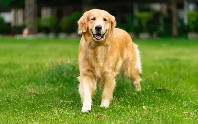 golden retriever