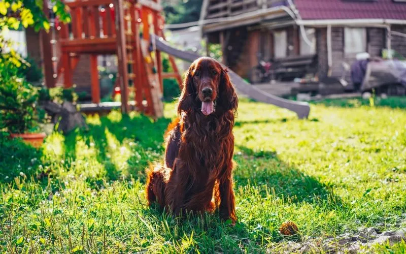 brown dog
