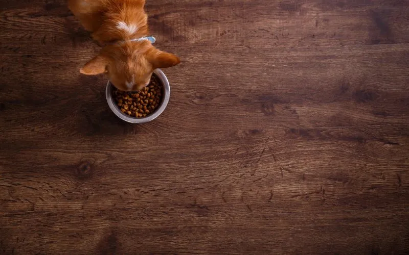 paws
