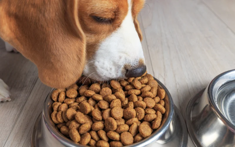 Are There Any Nutritional Deficiencies in Dry Dog Food?