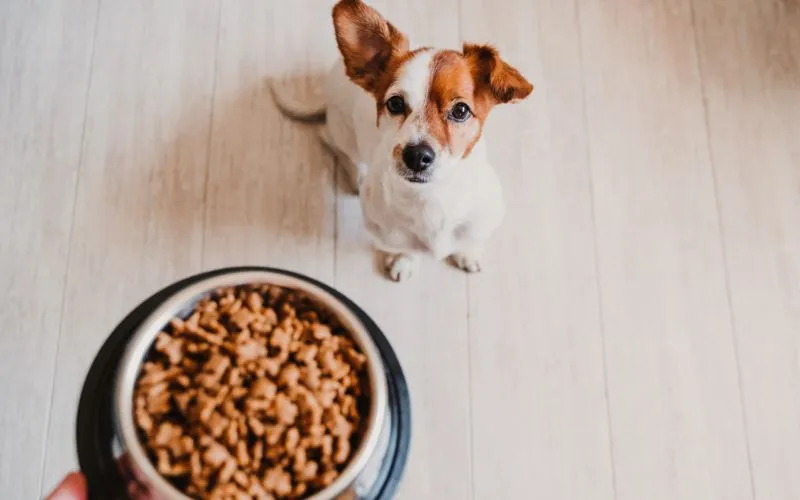 wait for food