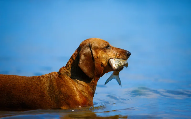 Does Raw Dog Food Provide More Energy for Dogs?