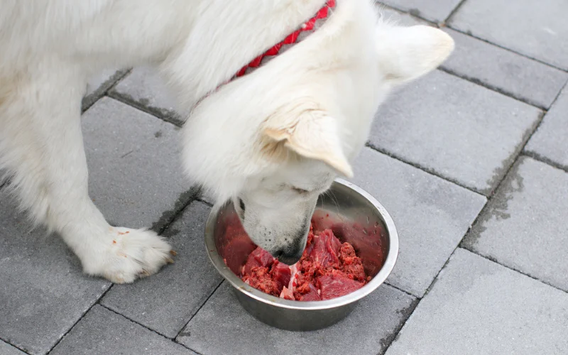 Is raw dog food suitable for all dogs with allergies?