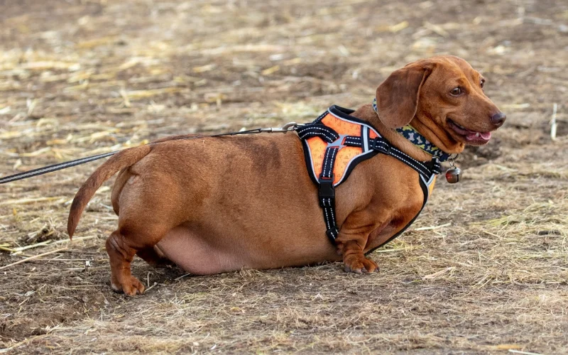 Risks of not Giving a Dog Enough Exercise