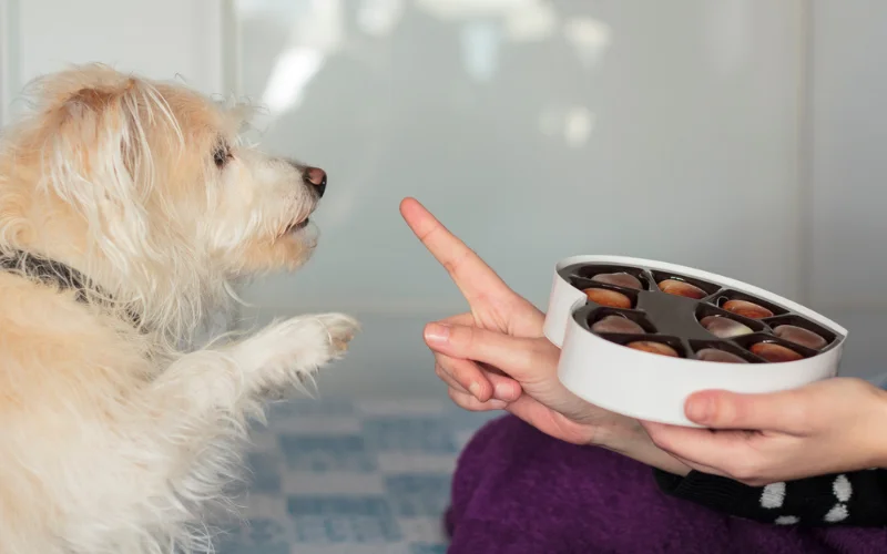Special Treats for Dogs