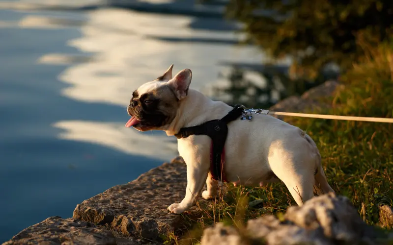 bulldog