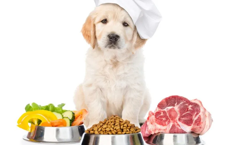chef dog