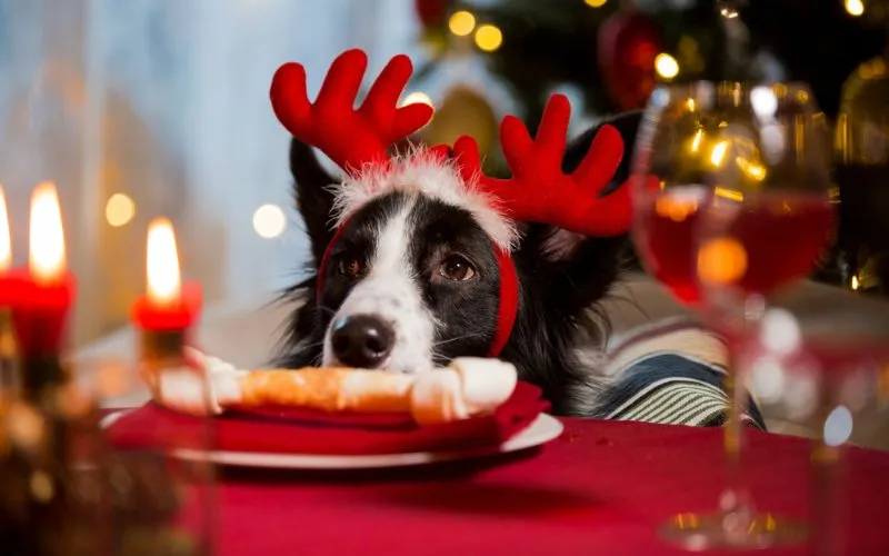 bone food