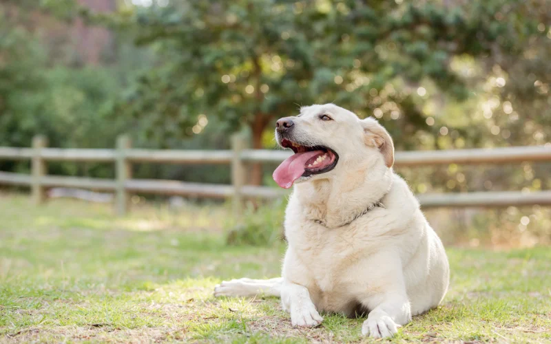 How can I prevent my dog from becoming obese?