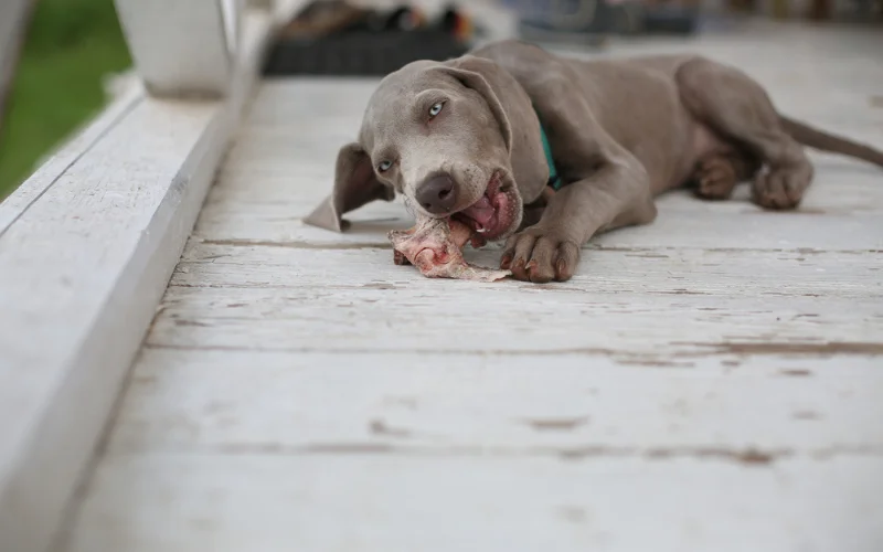 Is Raw Dog Food Better for Overall Health?