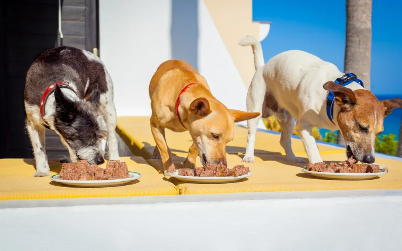 What are the potential risks of feeding raw dog food?