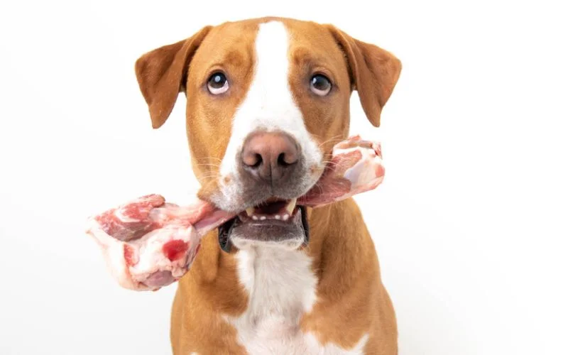bone
