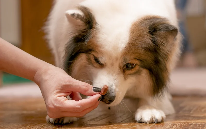 Dog Treats