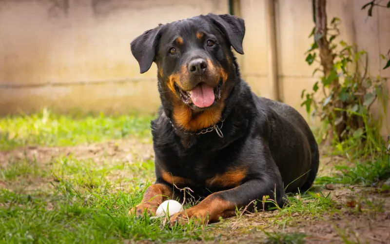 rottweiler