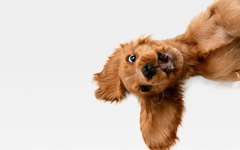 happy dog