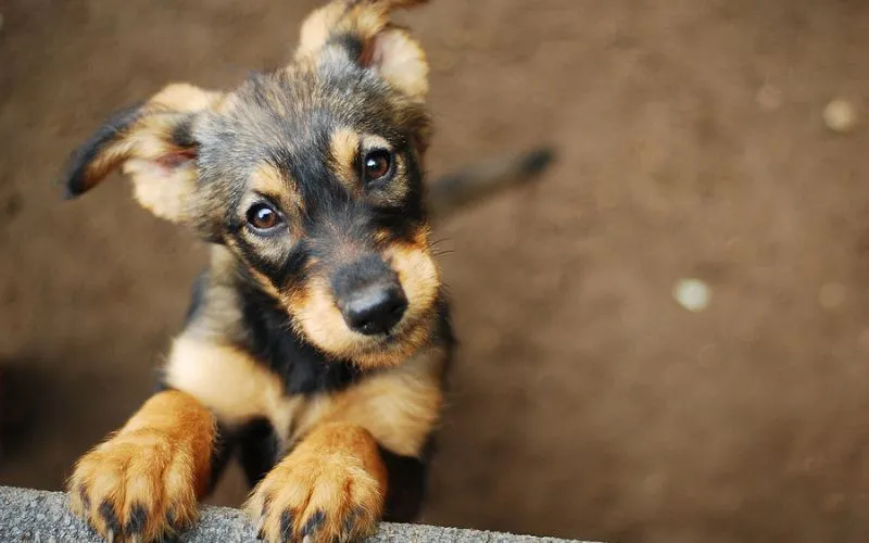 looking dog