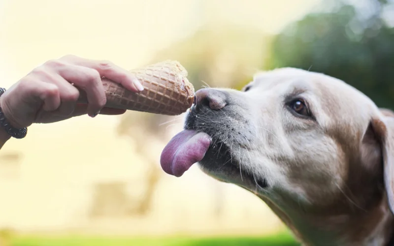 Can I Give My Dog Human Food as Treats?
