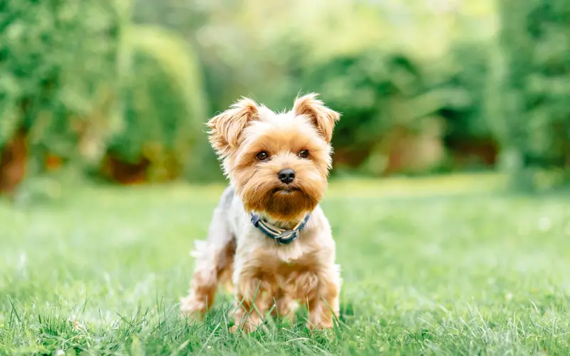 Yorkshire Terrier