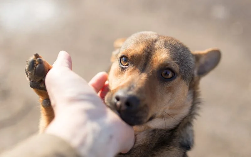 a Rescue Dog