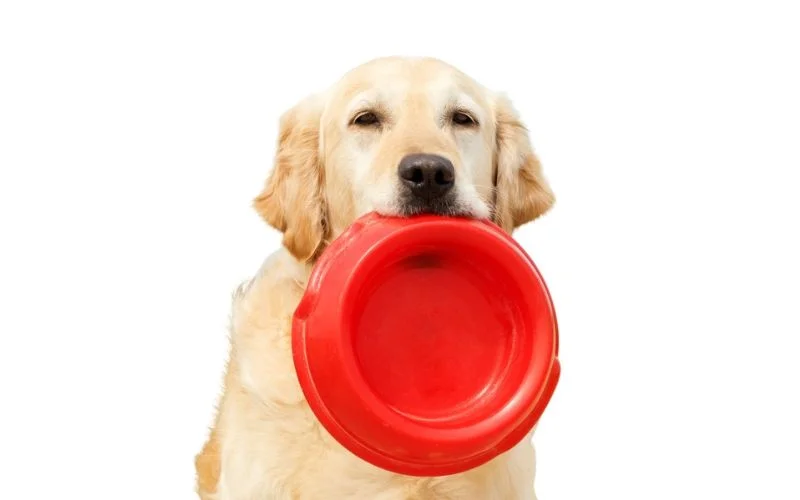 Dogs Behavior