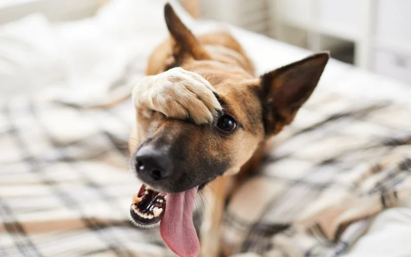Dogs Behavior