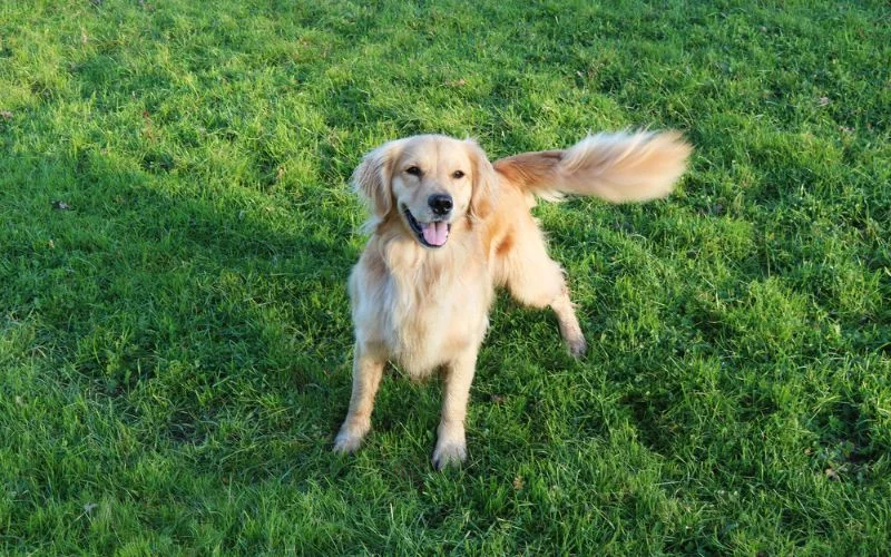 dogs tails