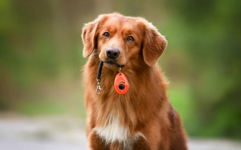 Preventing Separation Anxiety in Dogs