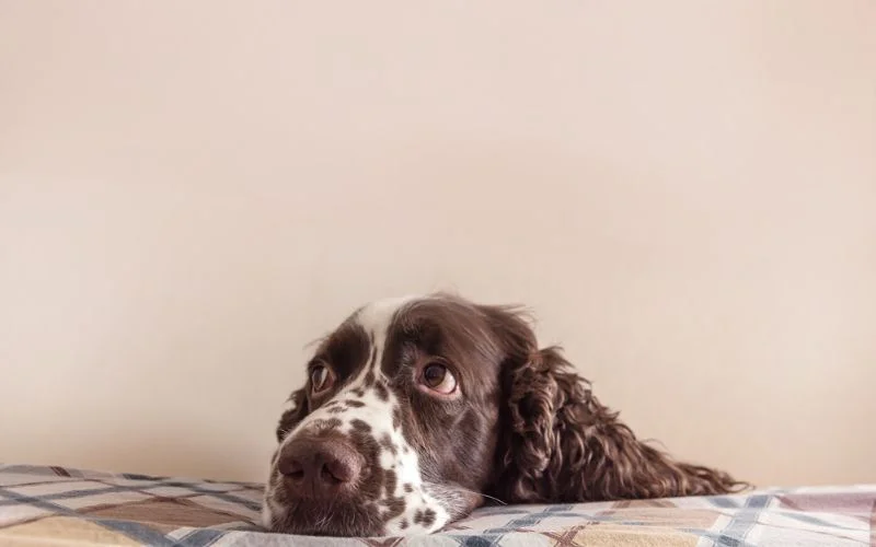 Preventing Separation Anxiety in Dogs