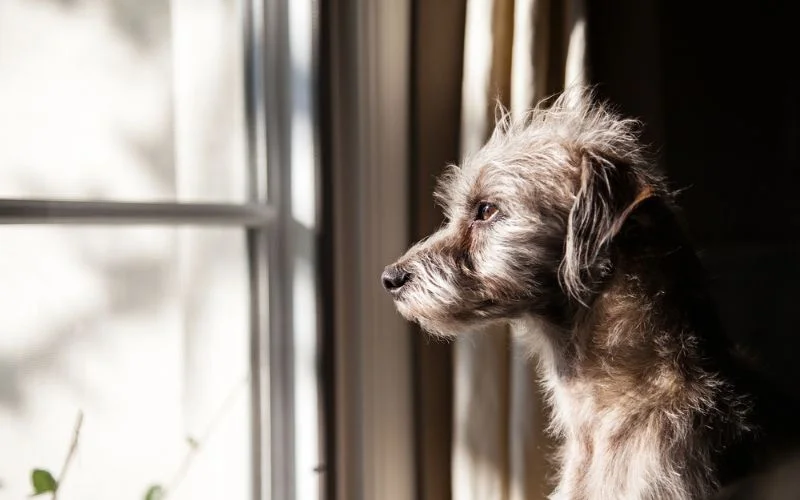 Preventing Separation Anxiety in Dogs