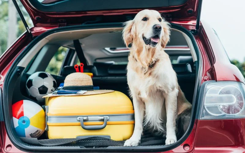 Traveling with Dogs