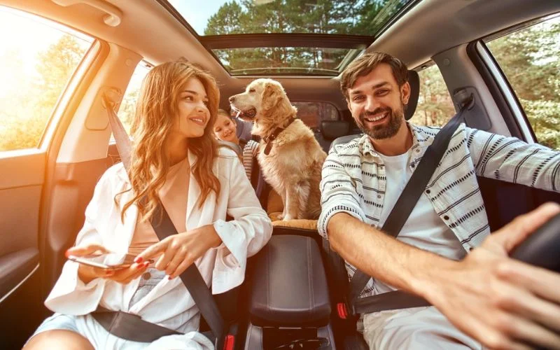Traveling Dogs