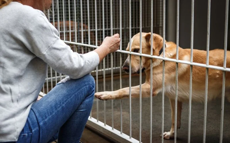 Adopting a Rescue Dog