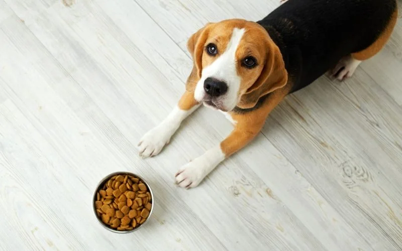Dog Behavior