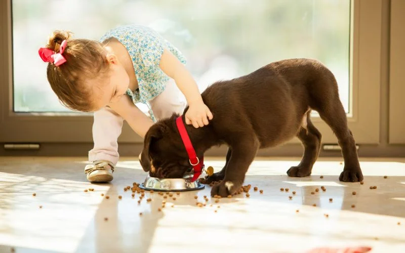 Safe and Enriching Environment for Dogs