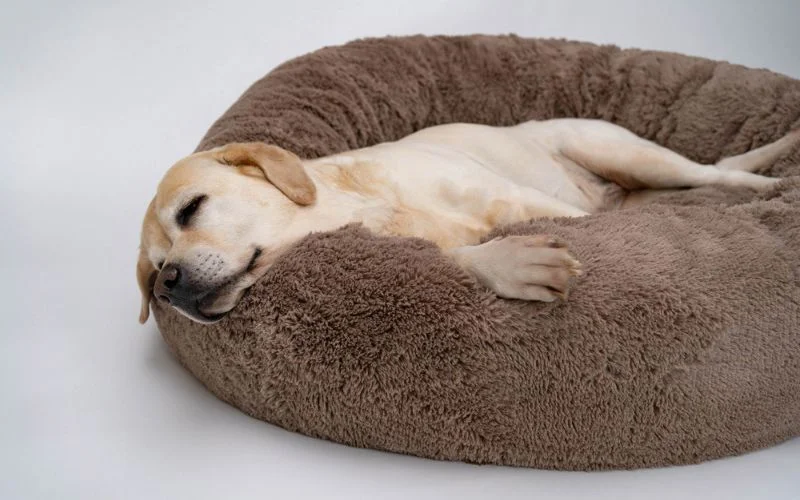 Right Dog Bed