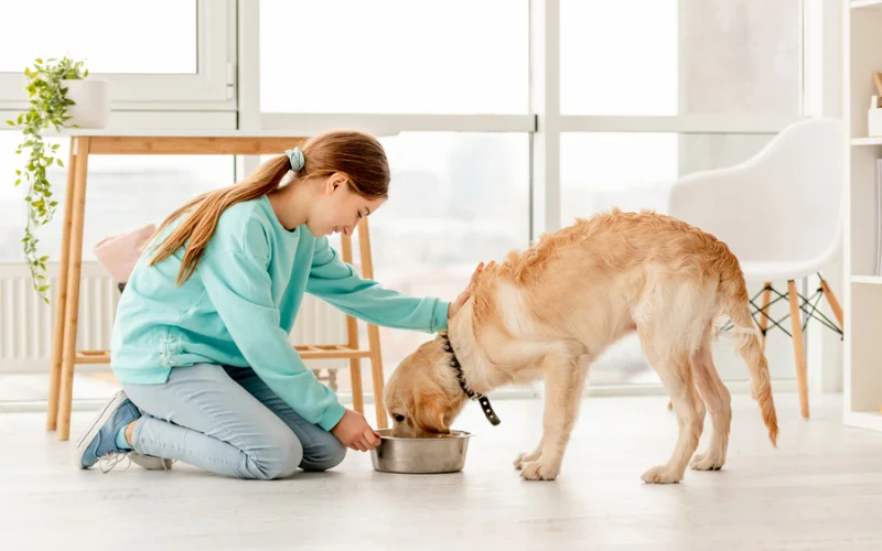 How to build trust with the person who is feeding your dog