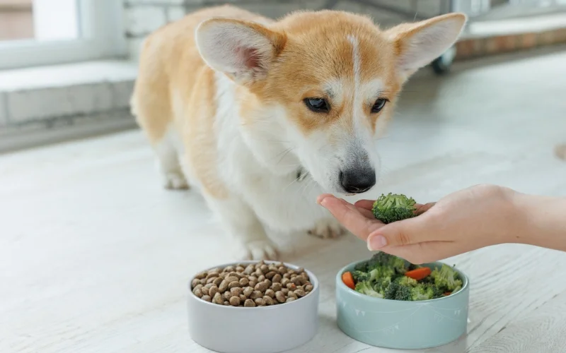 Are there any precautions to take when feeding raw dog food?