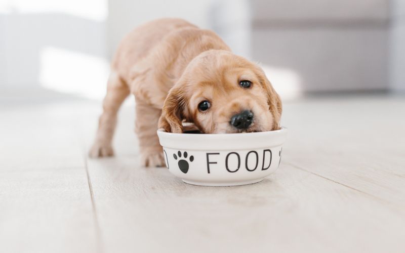 food chain