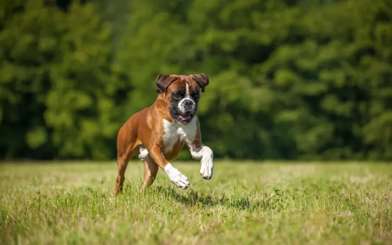 Boxer