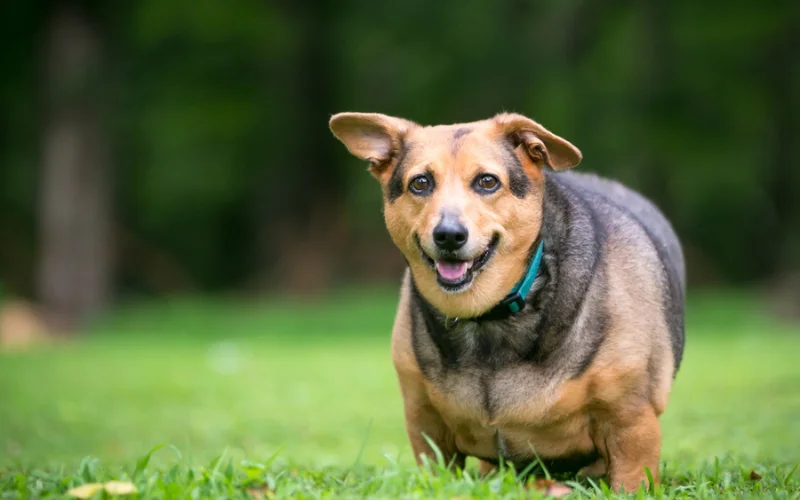 What are the signs of obesity in dogs?