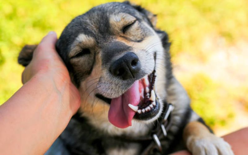 cute dog