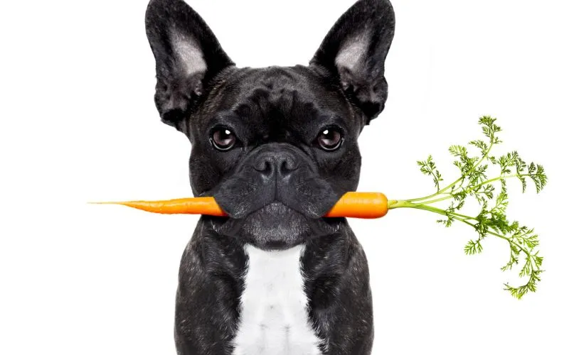 dog food 2