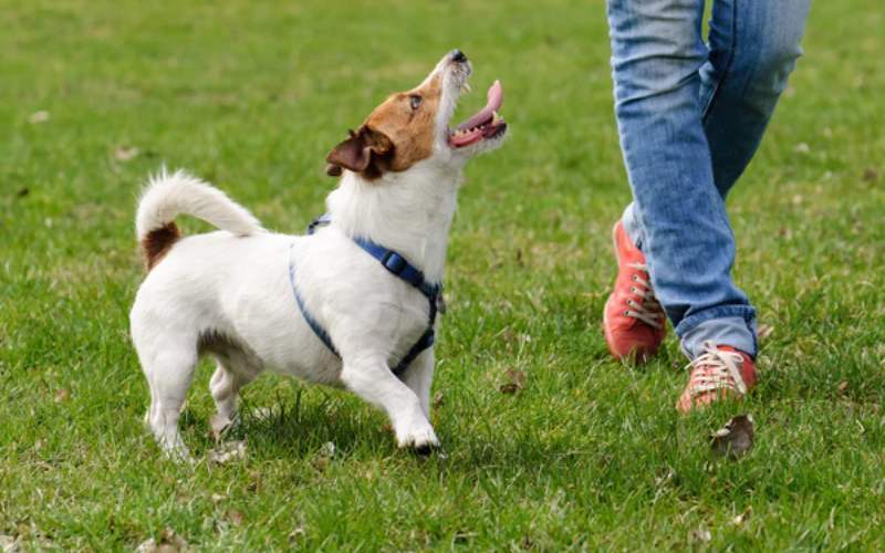 What is the ideal weight for a dog?
