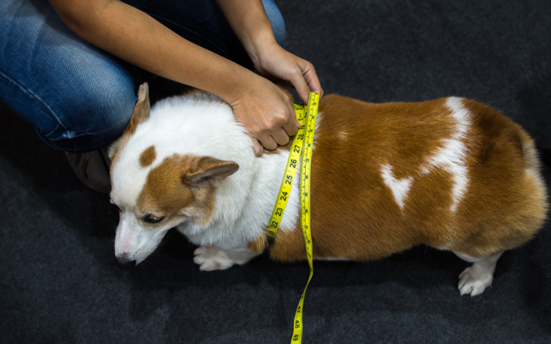 How does obesity affect a dog's health?