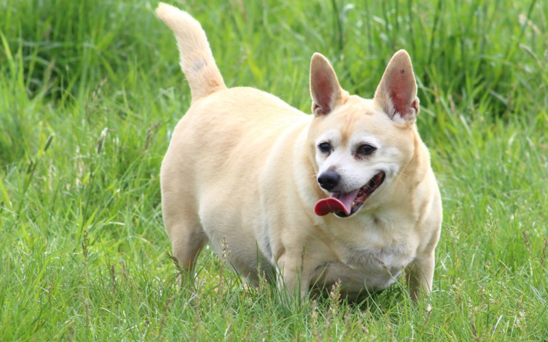 What are the common causes of obesity in dogs?
